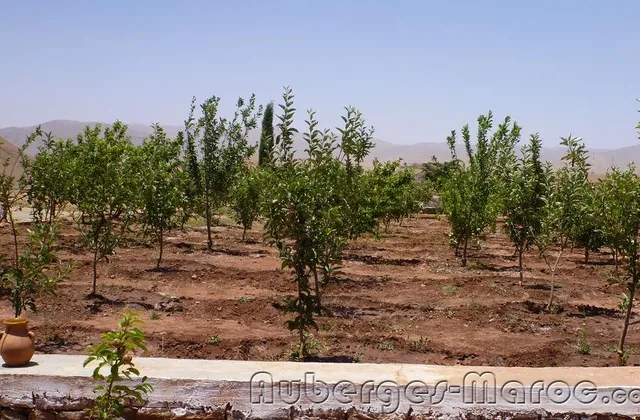 Photo de Camping Adrar